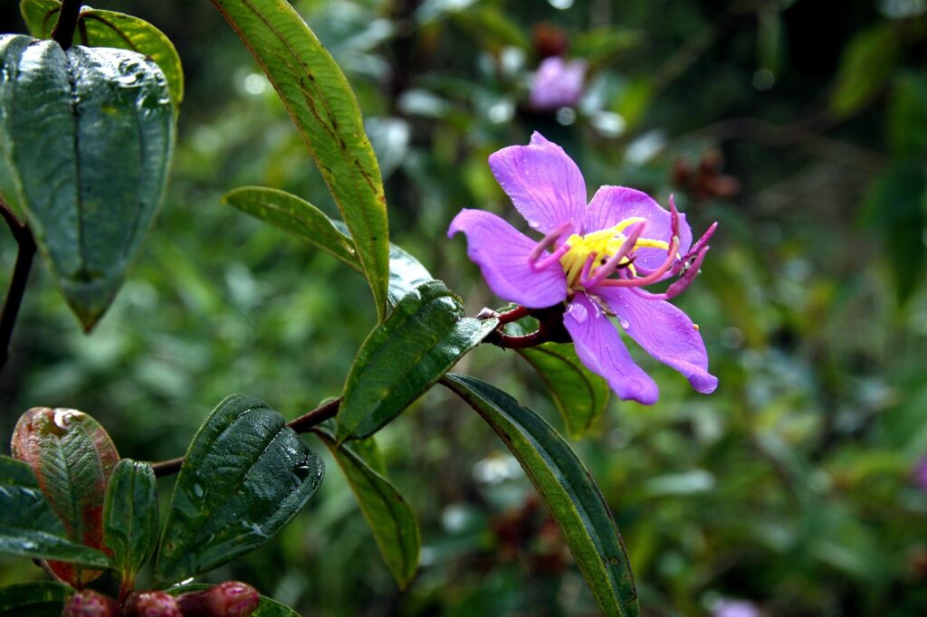 クレカで高還元率の格安SIM支払いはどう選ぶべき？