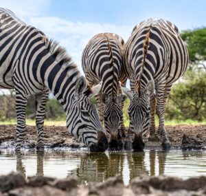 OLにおすすめの高還元クレジットカードは？