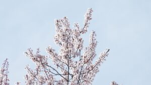 カードの使い分けで得られるポイントとは？