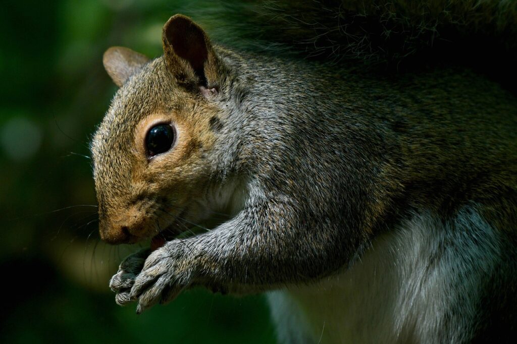 年会費無料でポイントが高いクレカはどれがおすすめ？