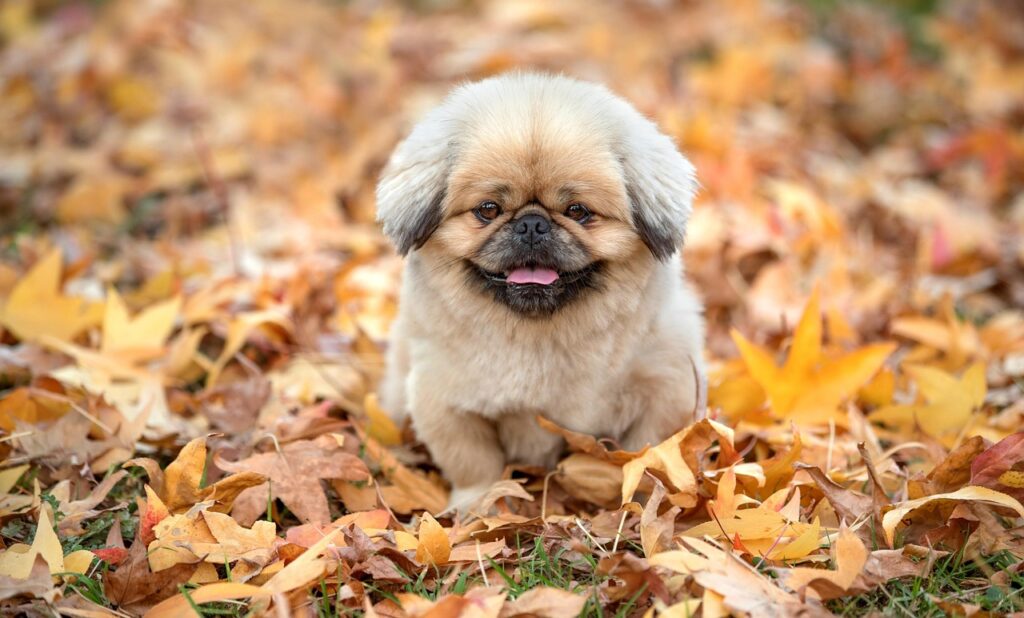 クレカを使うならどこがお得なのか徹底解説しますか？