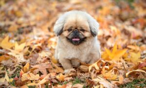 クレカを使うならどこがお得なのか徹底解説しますか？